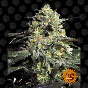 Peyote Cookies Barney's Farm Semi Femminizzati cime resinose