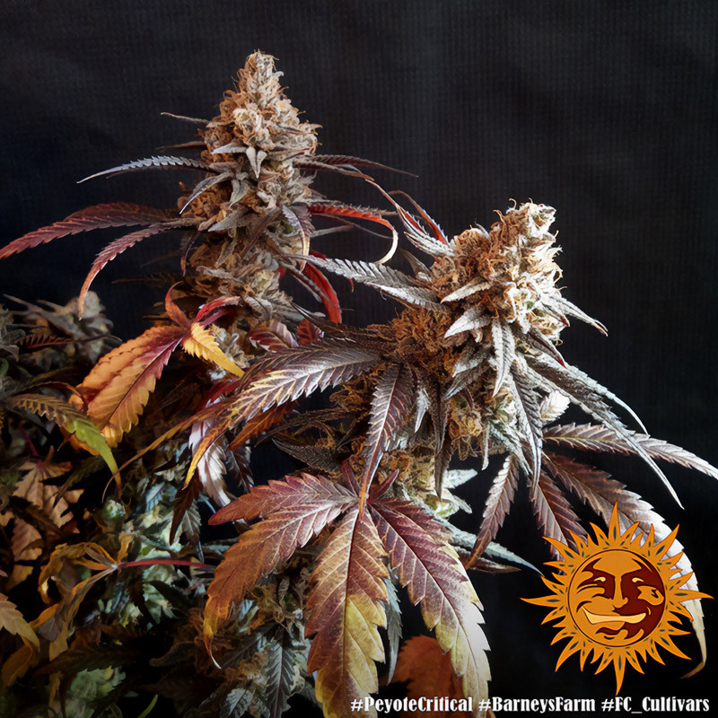 Peyote Critical - Barney's Farm - Semi Femminizzati, vista 2