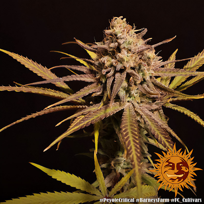 Peyote Critical - Barney's Farm - Semi Femminizzati, vista 3