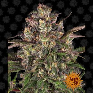 Peyote Critical Barney's Farm Semi Femminizzati cime resinose