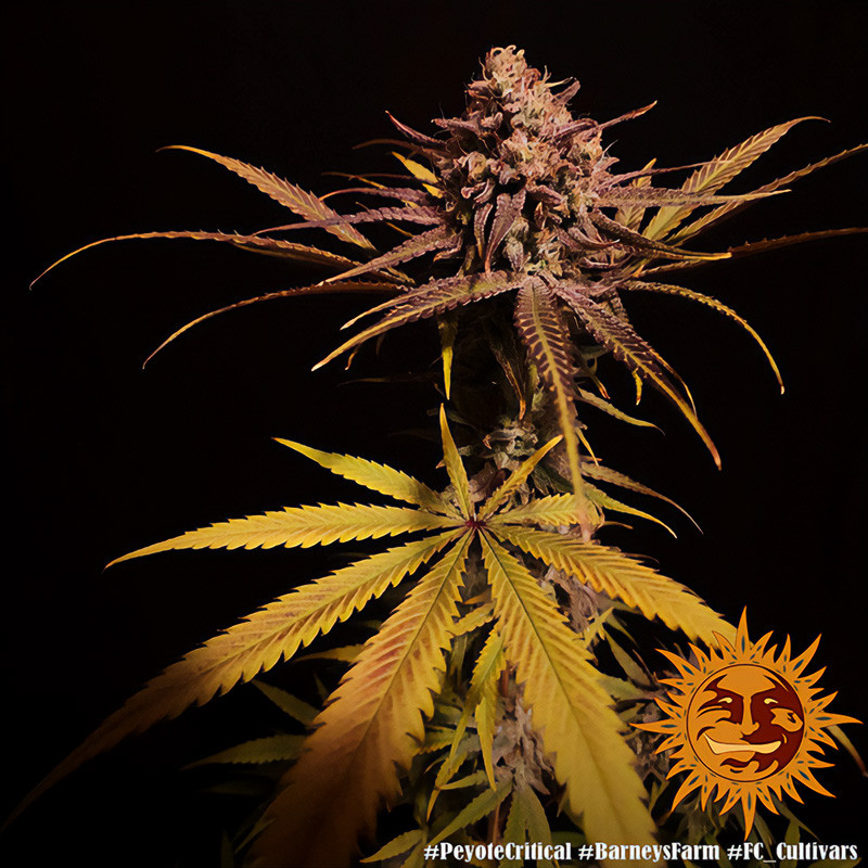 Peyote Critical - Barney's Farm - Semi Femminizzati, vista 4