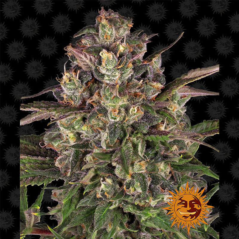 Peyote Critical Barney's Farm Semi Femminizzati cime resinose