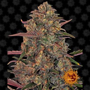 Pineapple Chunk Barney's Farm Semi Femminizzati cime dense