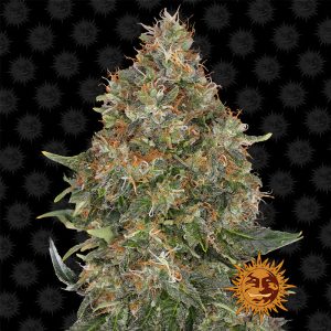 Pineapple Express Auto Barney's Farm Semi Autofiorenti cime resinose