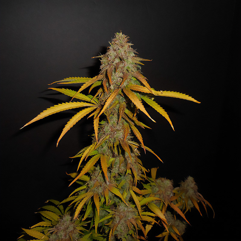 Pineapple Express Auto - FastBuds - Semi Autofiorenti, vista 3