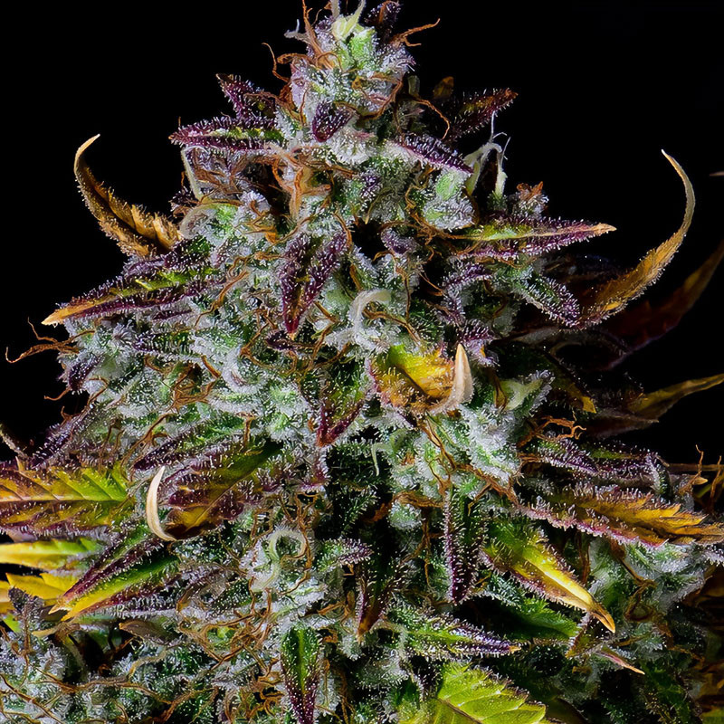 Pineapple Express Auto - FastBuds - Semi Autofiorenti, vista 4