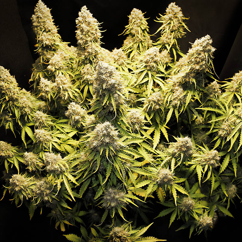 Pineapple Express Auto - FastBuds - Semi Autofiorenti, vista 5