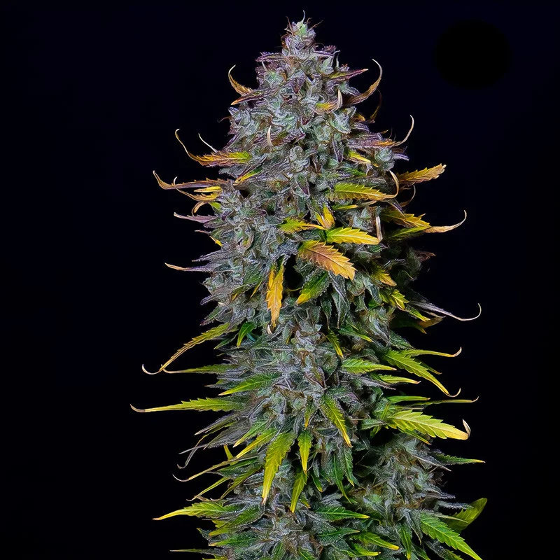 Pineapple Express Auto FastBuds Semi Autofiorenti cime resinose