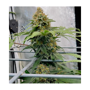 Pineapple Express Semi Femminizzati cime resinose
