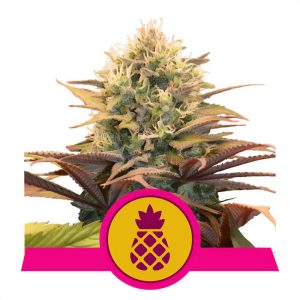 Pineapple Kush Royal Queen Seeds Semi Femminizzati cime resinose