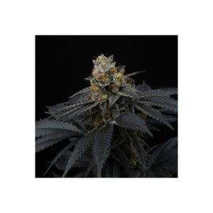 Pink Gasoline Perfect Tree Semi Femminizzati cime rosate