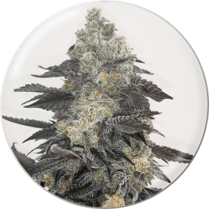 Pink Sherbert Medical Seeds Semi Femminizzati cime rosate