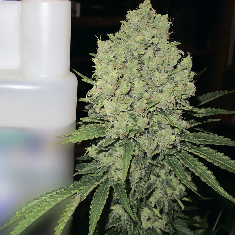 Prozack - Medical Seeds - Semi Femminizzati, vista 2