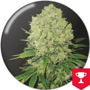 Prozack Medical Seeds Semi Femminizzati cime resinose