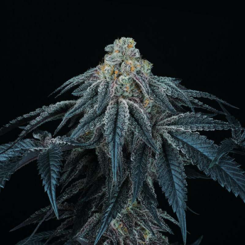 Puff Mints Perfect Tree Semi Femminizzati cime resinose