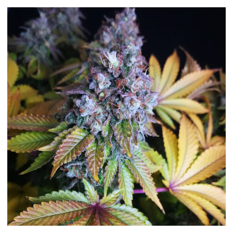 Purple Cookie Kush Sensi Seeds Semi Femminizzati cime viola
