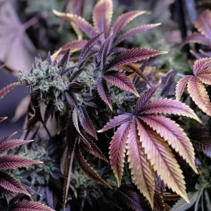 Purple Haze Semi Femminizzati dalle cime viola