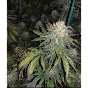 Purple Kush Semi Femminizzati cime viola