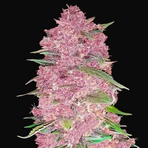 Purple Lemonade Auto FastBuds Semi Autofiorenti cime resinose