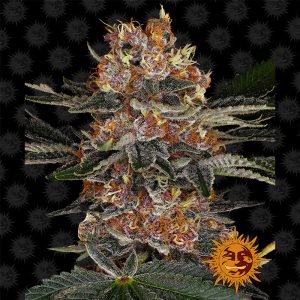 Purple Punch Auto Barney's Farm Semi Autofiorenti cime resinose