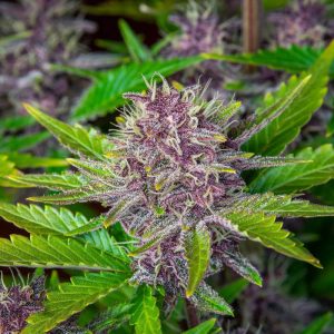 Purple Punch Auto FastBuds Semi Autofiorenti cime resinose