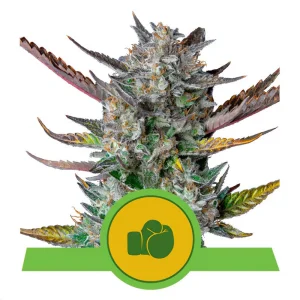 Purple Punch Automatic Royal Queen Seeds Semi Autofiorenti cime resinose