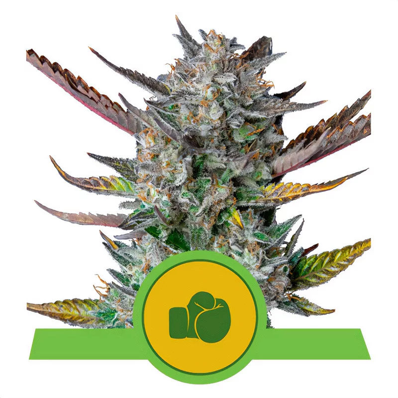 Purple Punch Automatic Royal Queen Seeds Semi Autofiorenti cime resinose