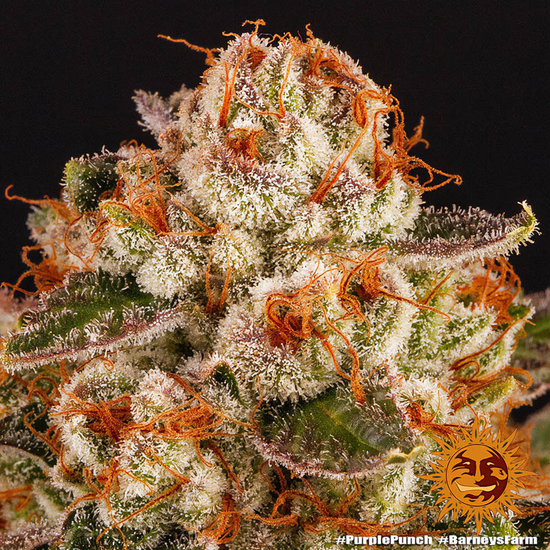Purple Punch - Barney's Farm - Semi Femminizzati, vista 2