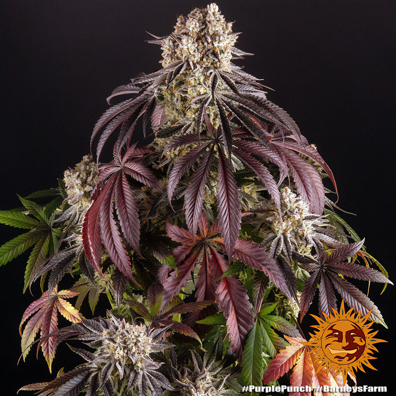 Purple Punch - Barney's Farm - Semi Femminizzati, vista 3