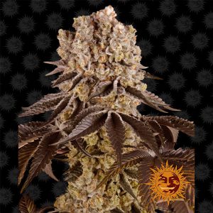 Purple Punch Barney's Farm Semi Femminizzati cime viola