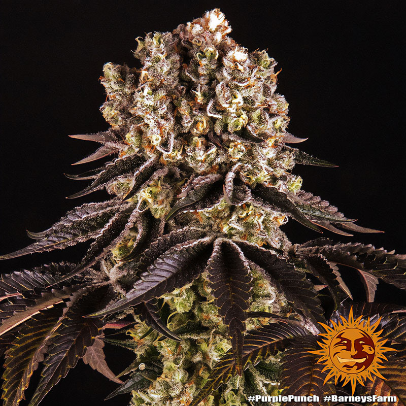 Purple Punch - Barney's Farm - Semi Femminizzati, vista 4