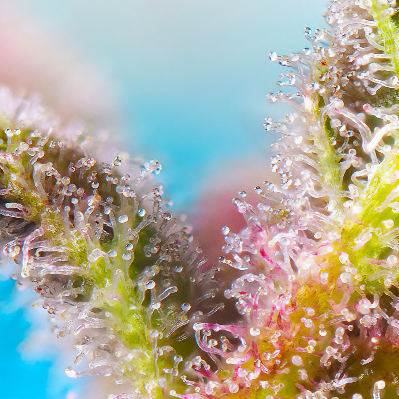Purple Punch OG XL Auto - Sweet Seeds - Semi Autofiorenti, vista 2
