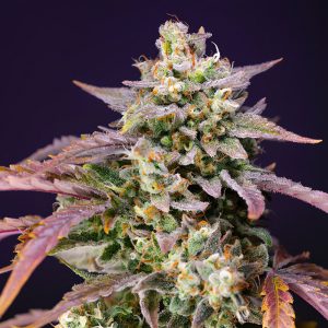 Purple Punch OG XL Auto Sweet Seeds Semi Autofiorenti cime resinose