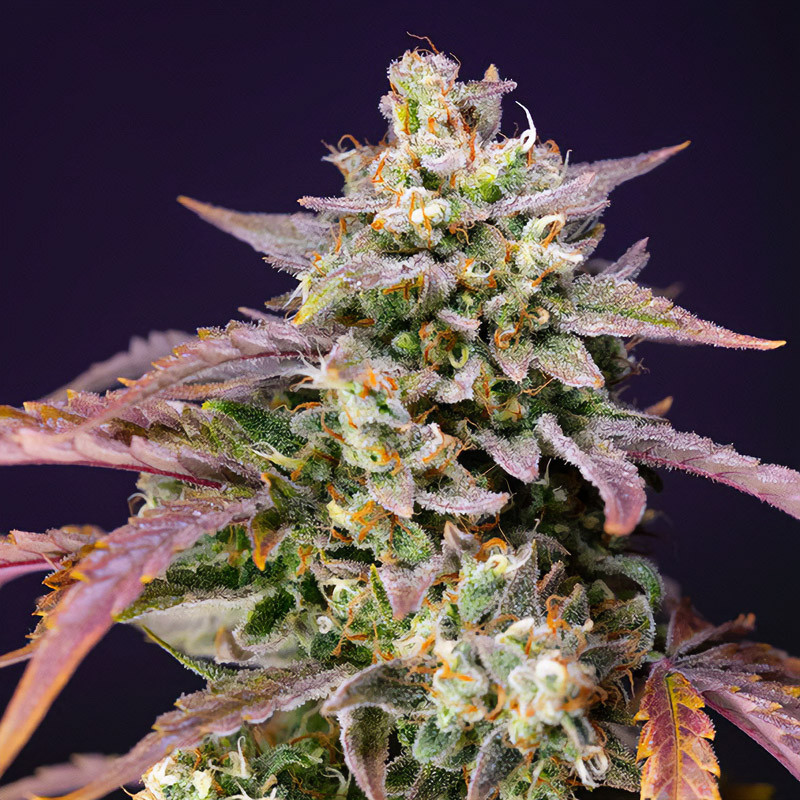 Purple Punch OG XL Auto Sweet Seeds Semi Autofiorenti cime resinose