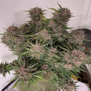 Purple Punch XXL Semi Autofiorenti cime viola