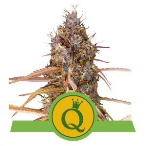 Purple Queen Auto Royal Queen Seeds Semi Autofiorenti cime resinose