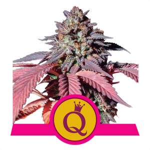Purple Queen Royal Queen Seeds Semi Femminizzati cime viola