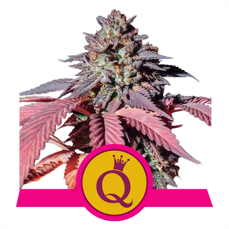Purple Queen Royal Queen Seeds Semi Femminizzati cime viola