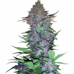 Purple Skunk Auto Sensi Seeds Semi Autofiorenti cime resinose