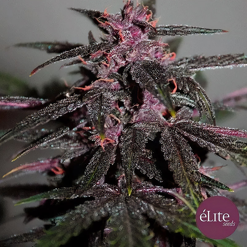 Purplediol Auto - Elite Seeds - Semi CBD, vista 2