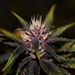 Purplediol Auto Elite Seeds Semi CBD cime viola ricche di CBD