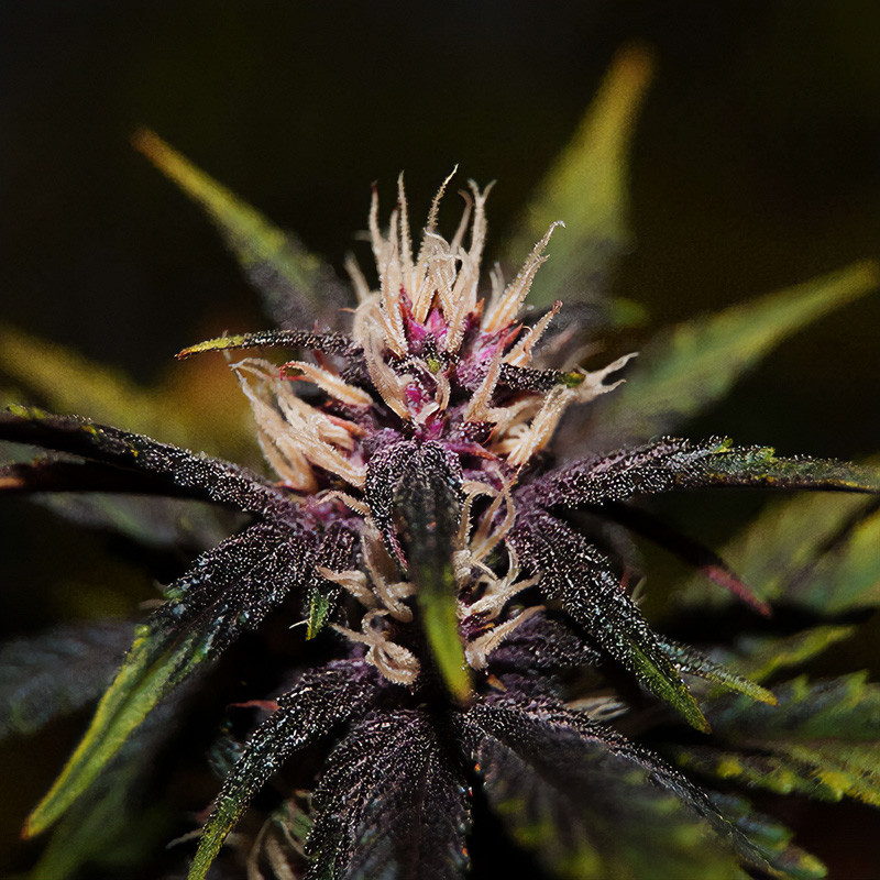 Purplediol Auto Elite Seeds Semi CBD cime viola ricche di CBD