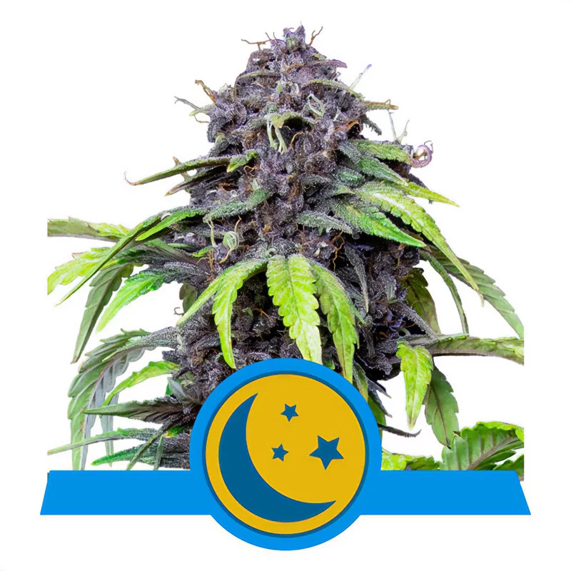 PurpleMatic Royal Queen Seeds Semi CBD cime viola ricche di CBD