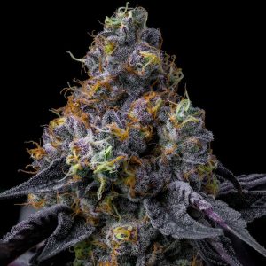 Rainbow Sherbet Barney's Farm Semi Femminizzati cime multicolore