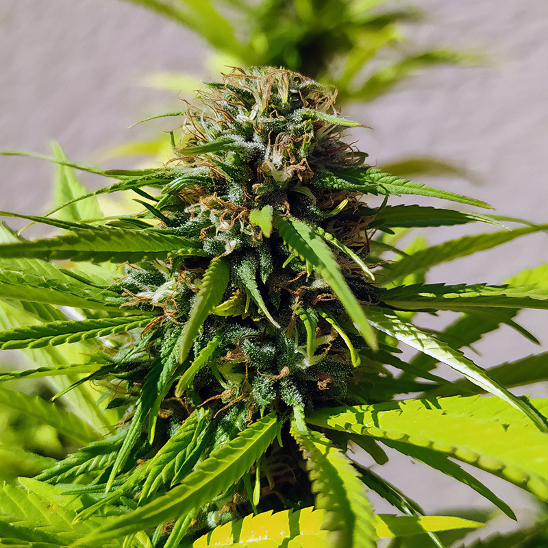 Red Cross - Medical Seeds - Semi CBD, vista 2