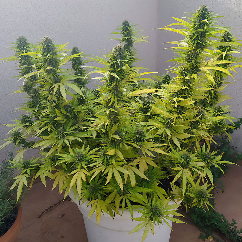 Red Cross - Medical Seeds - Semi CBD, vista 3