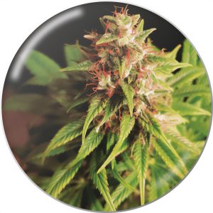 Red Cross Medical Seeds Semi CBD cime dense