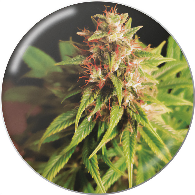 Red Cross Medical Seeds Semi CBD cime dense