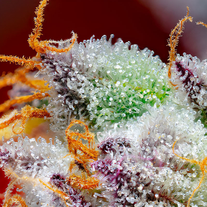 Red Gorilla Girl XL Auto - Sweet Seeds - Semi Autofiorenti, vista 2
