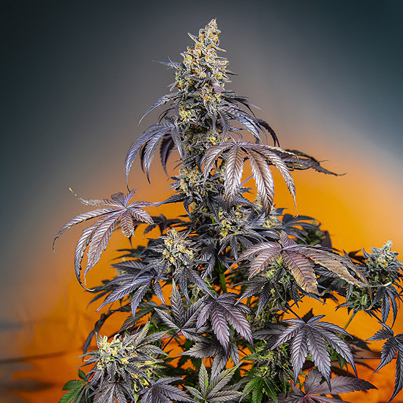 Red Gorilla Girl XL Auto Sweet Seeds Semi Autofiorenti cime resinose